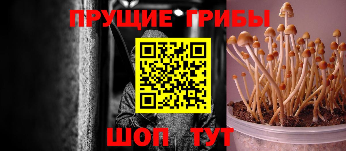 Галлюциногенные грибы GOLDEN TEACHER  Вход с VPN  Шебекино 